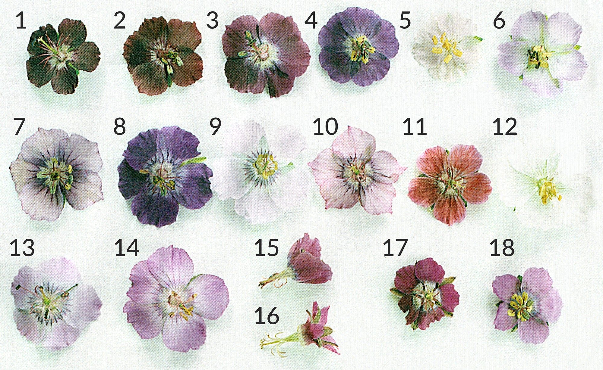 geranium phaeum formy