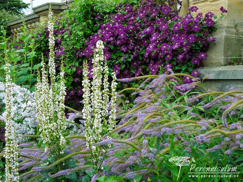 Úžasná kombinace popínavého plaménku (Clematis), vertikálních svíček divizny (Verbascum chaixii) a netradičního kultivaru rozrazilu (Veronicastrum virginicum 'Pointed Finger') s jeho horizontálními květenstvími.