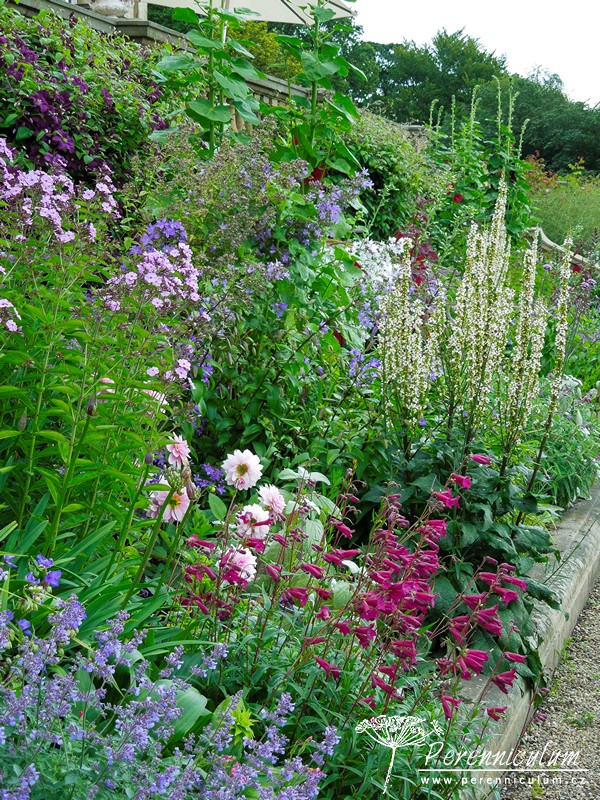Při bližším pohledu je vidět, že záhon je velmi druhově pestrý: šanty (Nepeta), jiřinky (Dahlia), dračíky (Penstemon), plamenky (Phlox), zvonky (Campanula) či vysoké topolovky (Alcea).