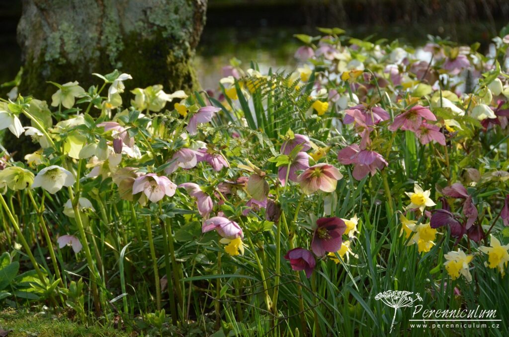 Kombinace čemeřic Helleborus a narcisů Narcissus, mezi nimi vyrůstají kapradiny.