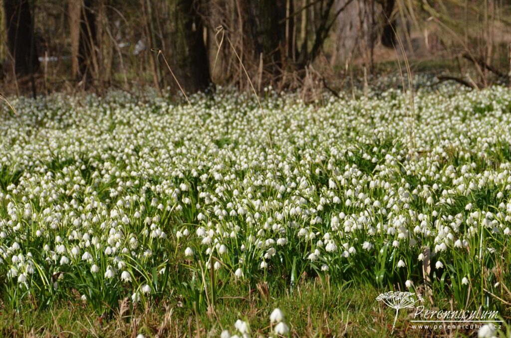 Dvojí jaro 22 Přírodní památky Třebichovická olšinka se záplavou bledulí jarních (Leucojum vernum).