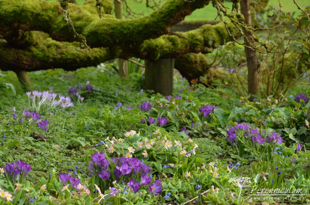 Dvojí jaro 21 Větve staré moruše už pokrýval mech, což dodalo místu mystickou atmosféru.