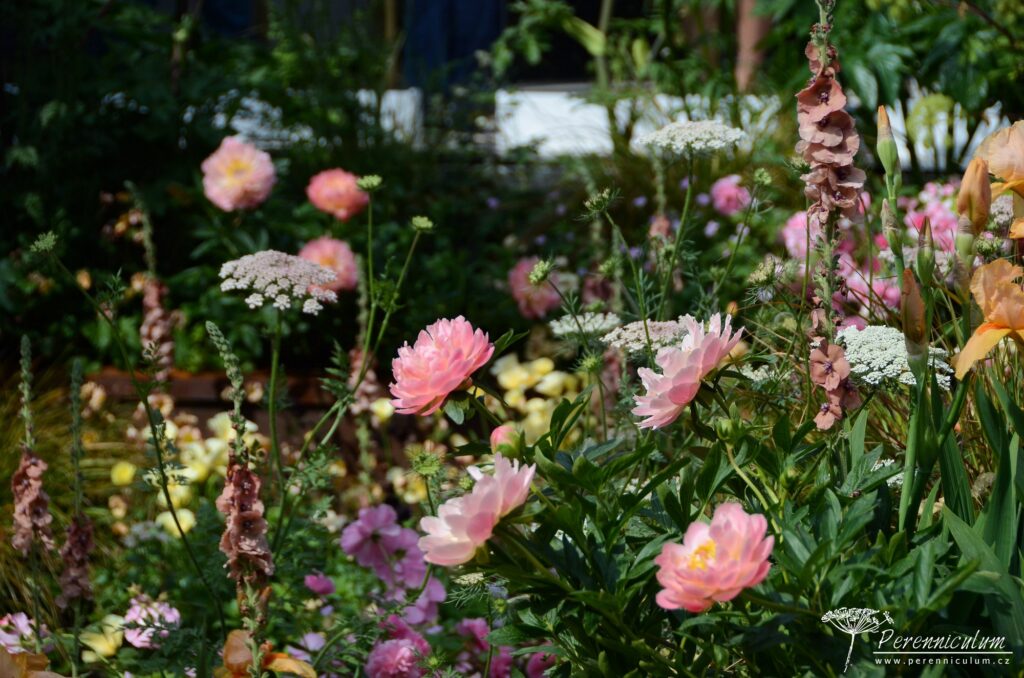 RHS Chelsea Flower Show 2019 16 The Wedgwood Garden, Jo Thompson