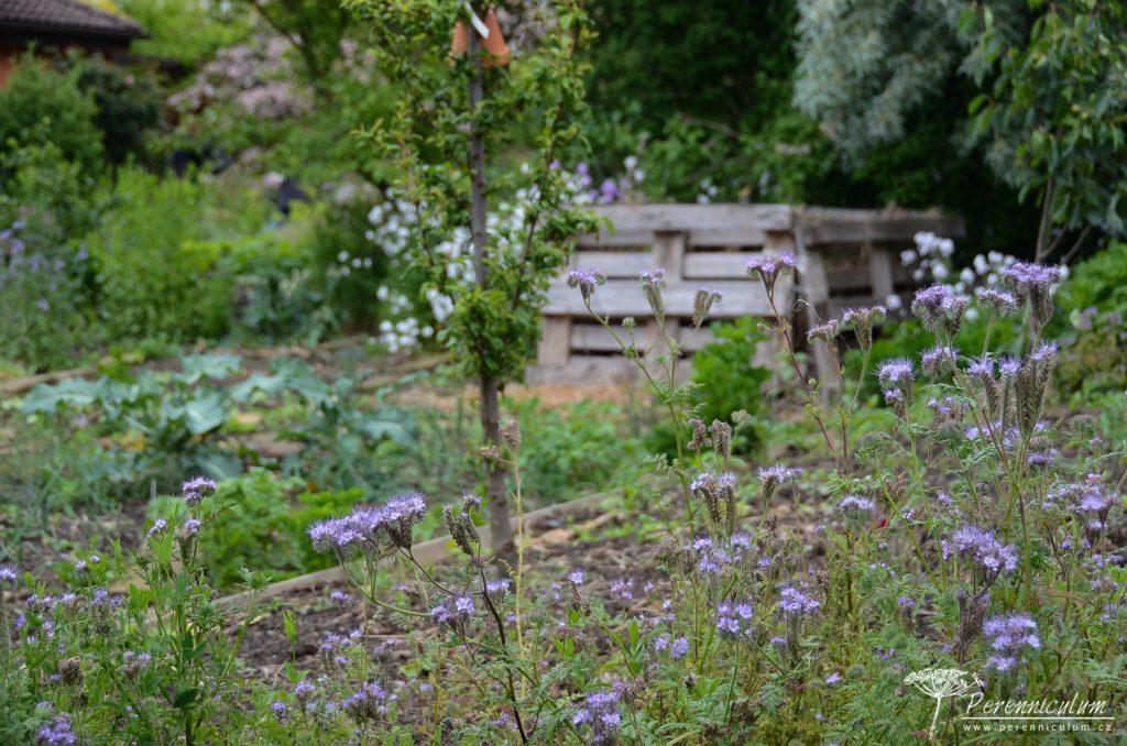 Kvetoucí svazenka láká opylovače v zeleninové zahrádce. Na stromech jsou úkryty pro škvory a v pozadí kompost. 