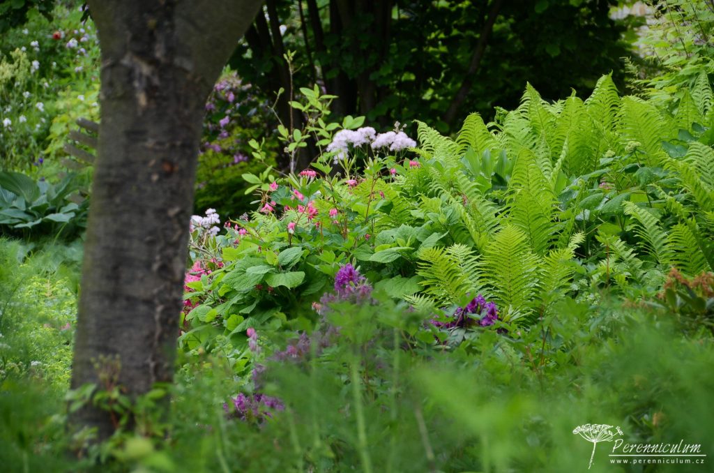 Na stinných místech rostou rhododendrony, kapradiny a další vlhkomilné druhy. 