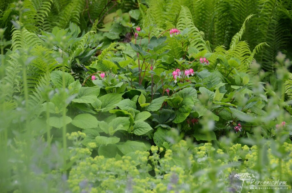 Listy odkvetlého poměnkovce doplňují srdcovky, kapradiny a kontryhel. pradiny a kontryhel. 
