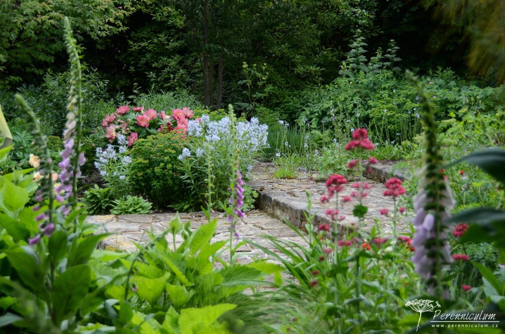 Pohled skrz věžatá květenství náprstníků na kvetoucí pivoňky, amsónie a pryšce. 