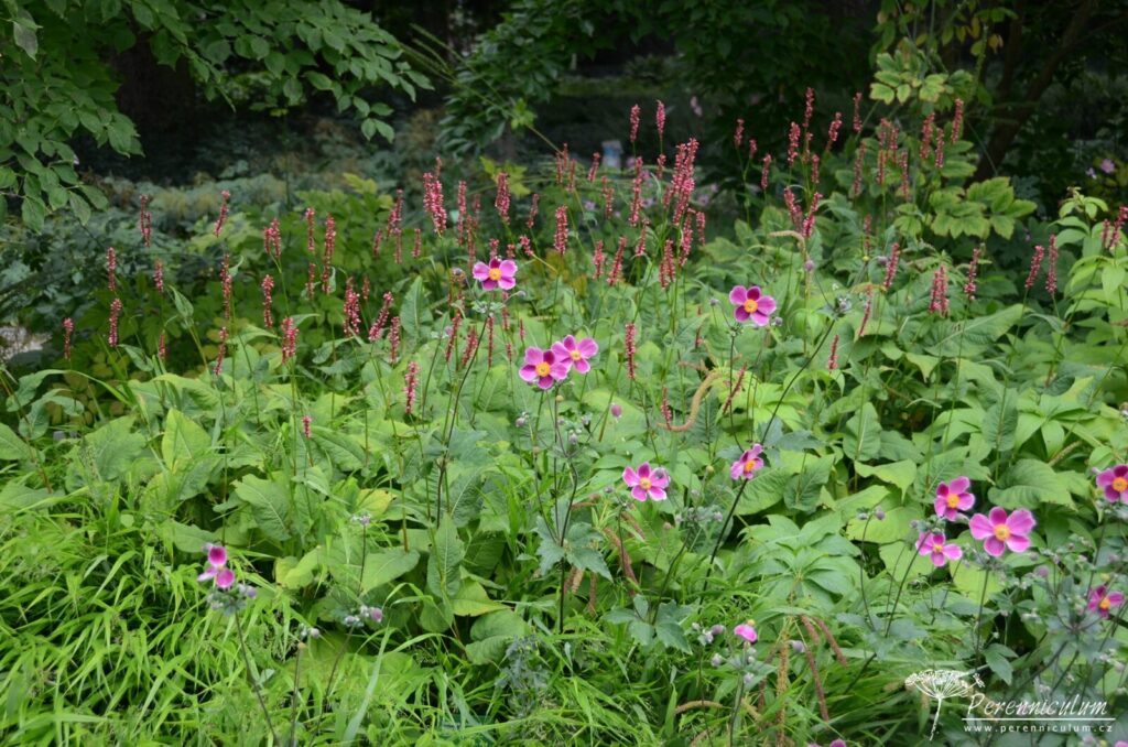 Anemone hupehensis Praecox 02