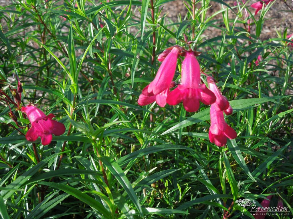 Penstemon Andenken an Friedrich Hahn