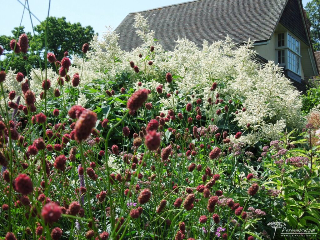 Persicaria × fennica