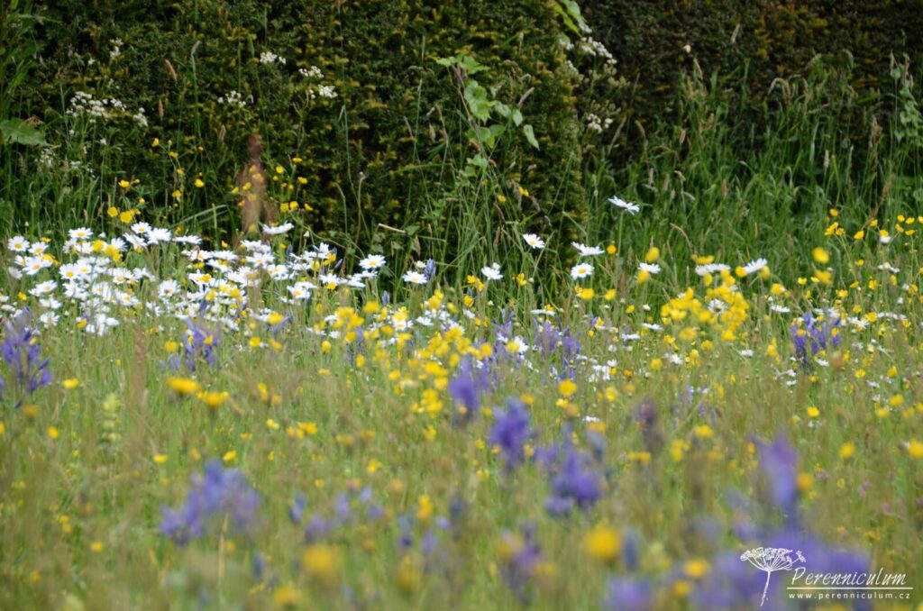 Legenda mezi anglickými zahradami - Great Dixter 2 louka kopretiny, pryskyřníky, ladoníky