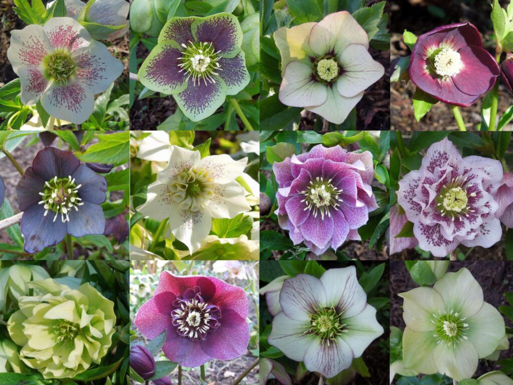 helleborus cemerice trvalka sezony 2024
