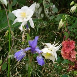 Aquilegia Kristall