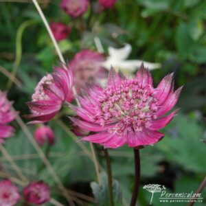 Astrantia major Claret