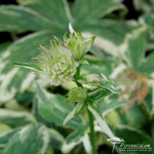 Astrantia major Sunningdale Variegated