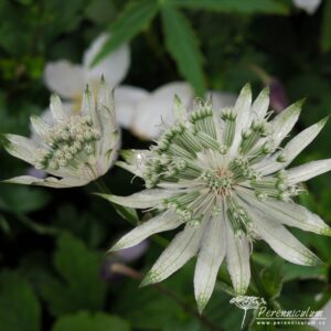 Astrantia major White Giant