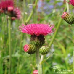 Cirsium rivulare