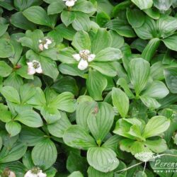 Cornus canadensis