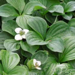Cornus canadensis
