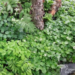 Cornus canadensis