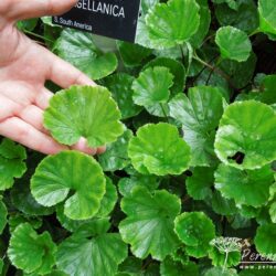 Gunnera magellanica