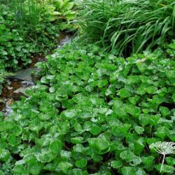 Gunnera magellanica