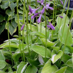 Hosta Iced Lemon