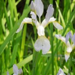 Iris sibirica Summer Skies