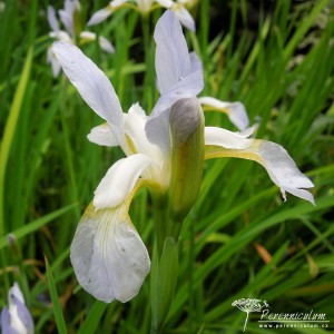Iris sibirica Summer Skies