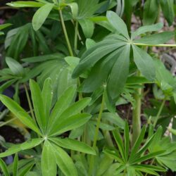 Lupinus Chandelier