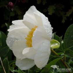 Paeonia lactiflora