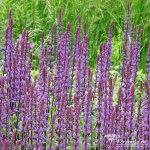 Salvia nemorosa Caradonna