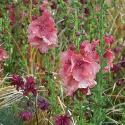 Verbascum Petra