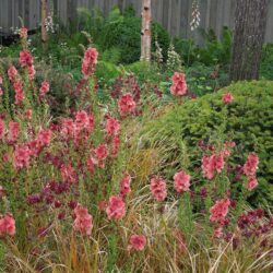 Verbascum Petra