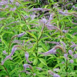 Veronicastrum virginicum