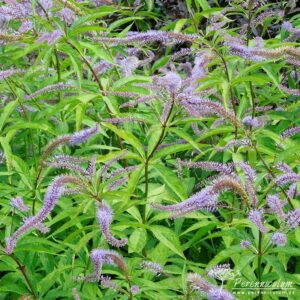 Veronicastrum virginicum Pointed Finger
