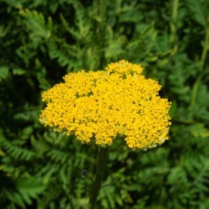 Achillea filipendulina Cloth of Gold