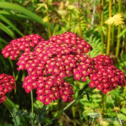 Achillea millefolium