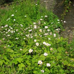Anemone hupehensis