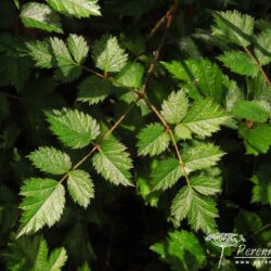 Astilbe Purpulanze