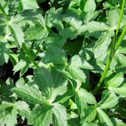 Astrantia Roma