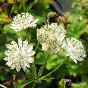 Astrantia Superstar