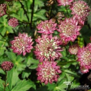 Astrantia major Hadspen Blood