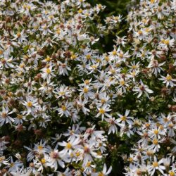 Eurybia divaricata