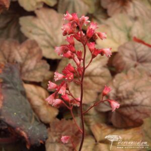 Heuchera Apricot