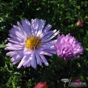 Symphyotrichum dumosus Lilac Time