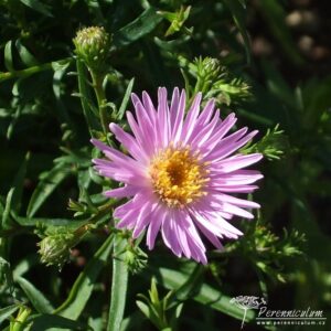 Symphyotrichum dumosus Peter Harrison