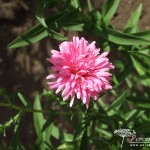 Symphyotrichum novae-angliae Harrington Pink