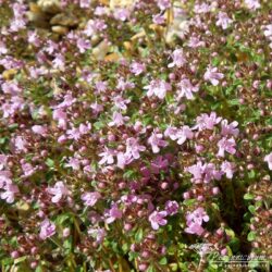 Thymus serpyllum