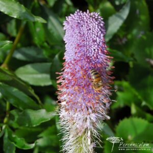 Veronicastrum virginicum Fascination